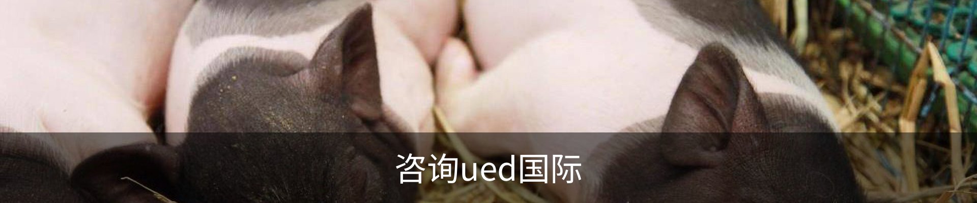 咨询ued国际